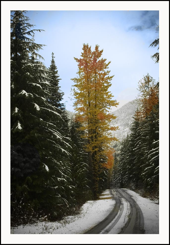 photo "First Snow" tags: landscape, forest