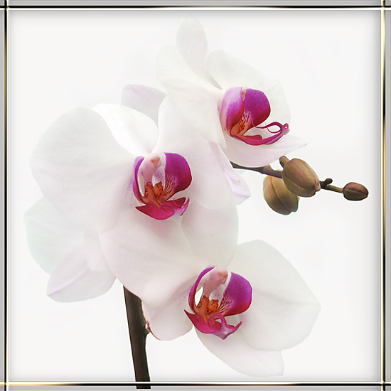 фото "Белая орхидея" метки: природа, цветы