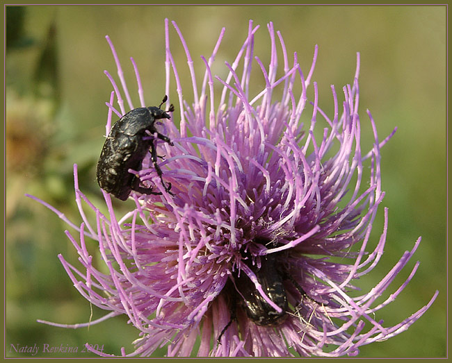 photo "A Bugs" tags: nature, macro and close-up, insect