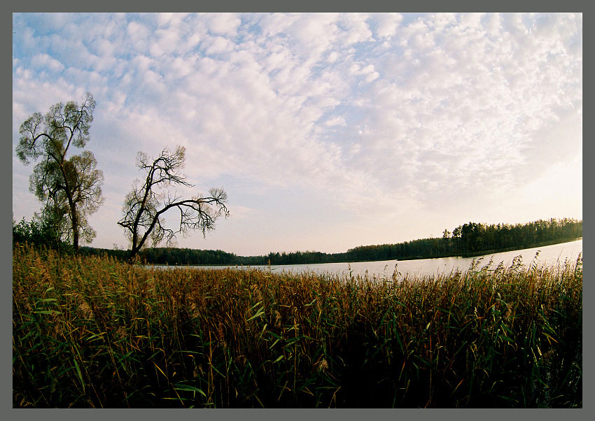 photo "LANDSCAPE." tags: landscape, forest, water