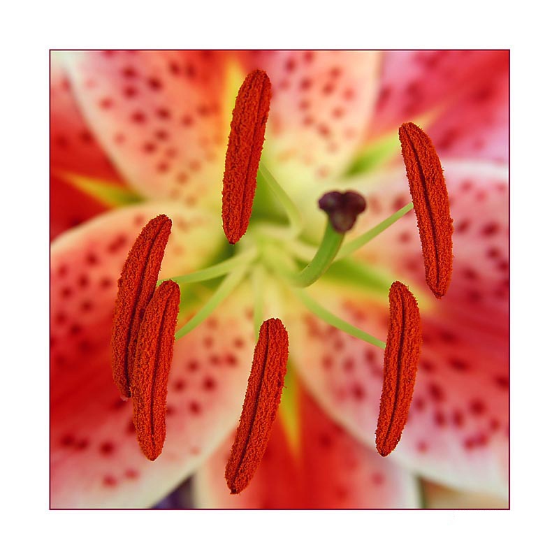 фото "Red Farina" метки: макро и крупный план, природа, цветы