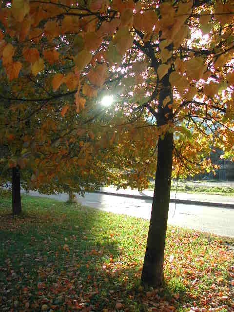 photo "The autumn sun" tags: landscape, autumn