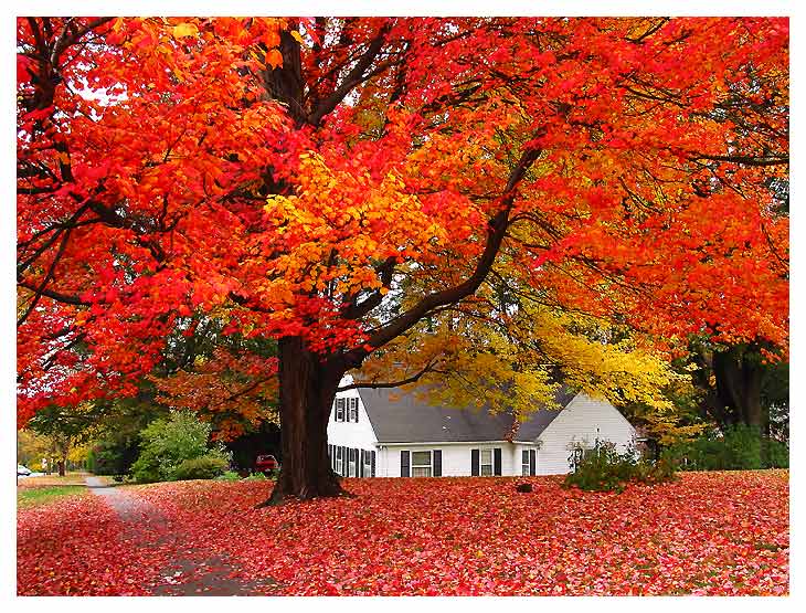 photo "Fall" tags: landscape, nature, autumn, flowers