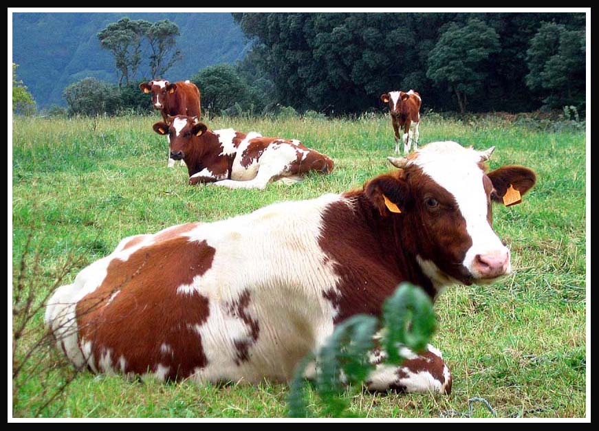 фото "Vacas aзorianas" метки: природа, домашние животные
