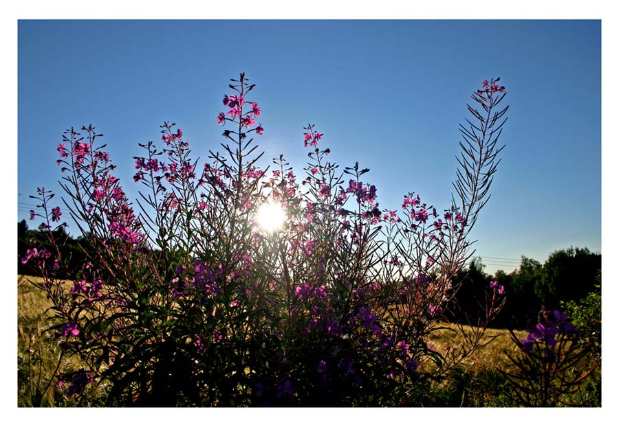 photo "Summer memory III" tags: landscape, summer