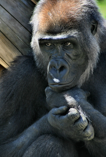 photo "In Thought" tags: nature, wild animals