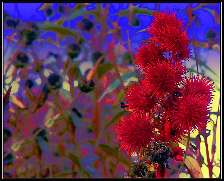 photo "Burr Balls" tags: nature, flowers