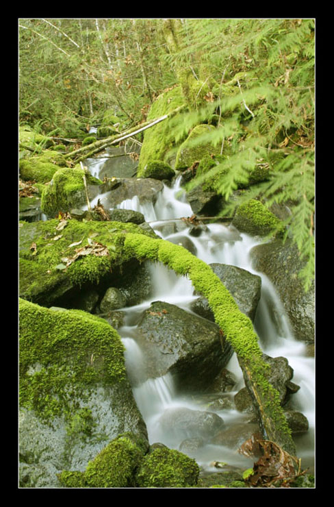 photo "Moss Stream" tags: landscape, forest, water