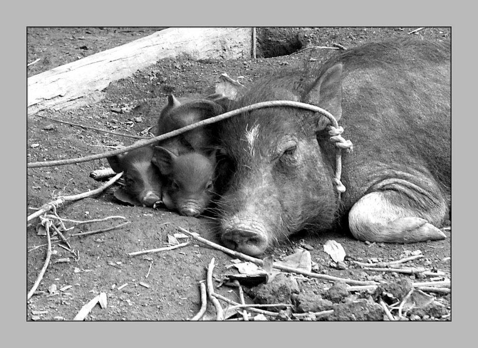 photo "The family (2)" tags: travel, nature, Asia, pets/farm animals