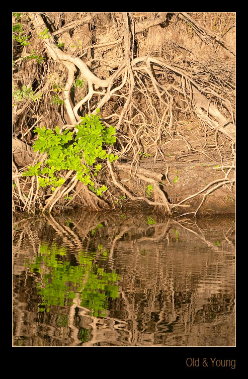 photo "Old & Young" tags: nature, landscape, water