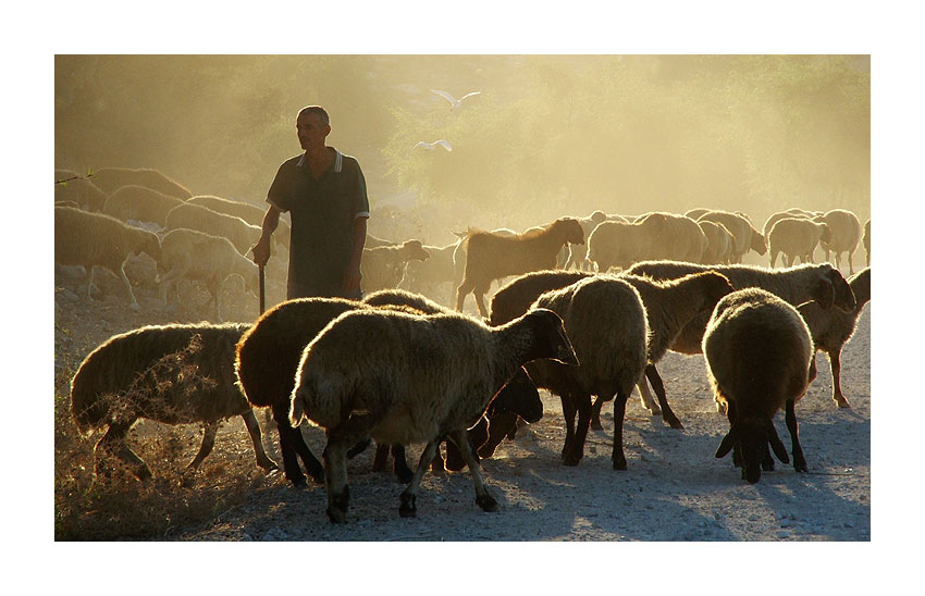 photo ""The good shepherd #3"" tags: nature, travel, pets/farm animals