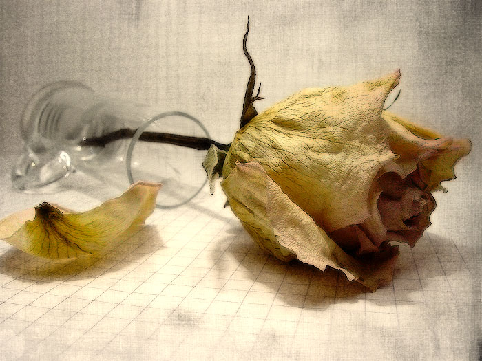 photo "The rose" tags: still life, 