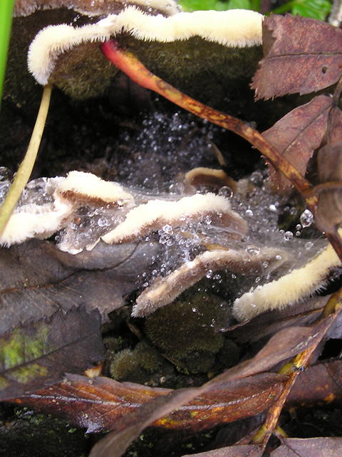 photo "Mushrooms" tags: landscape, macro and close-up, autumn