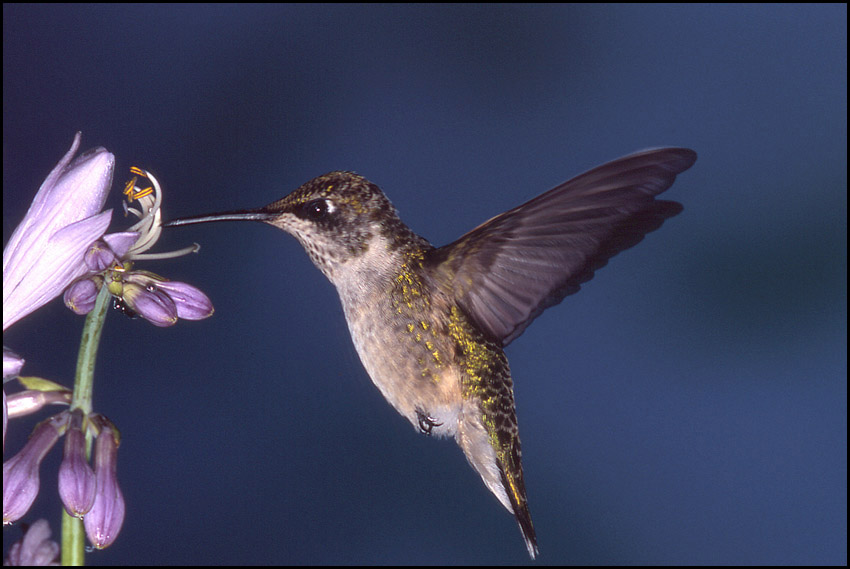 photo "Female Ruby Throated Hummingbird" tags: nature, wild animals