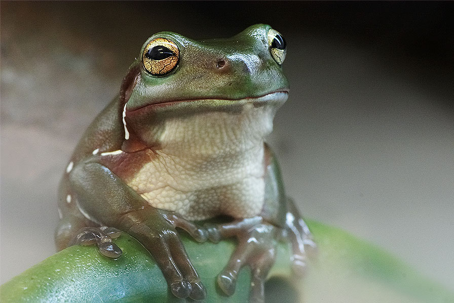 фото "Frog in Fog" метки: природа, домашние животные