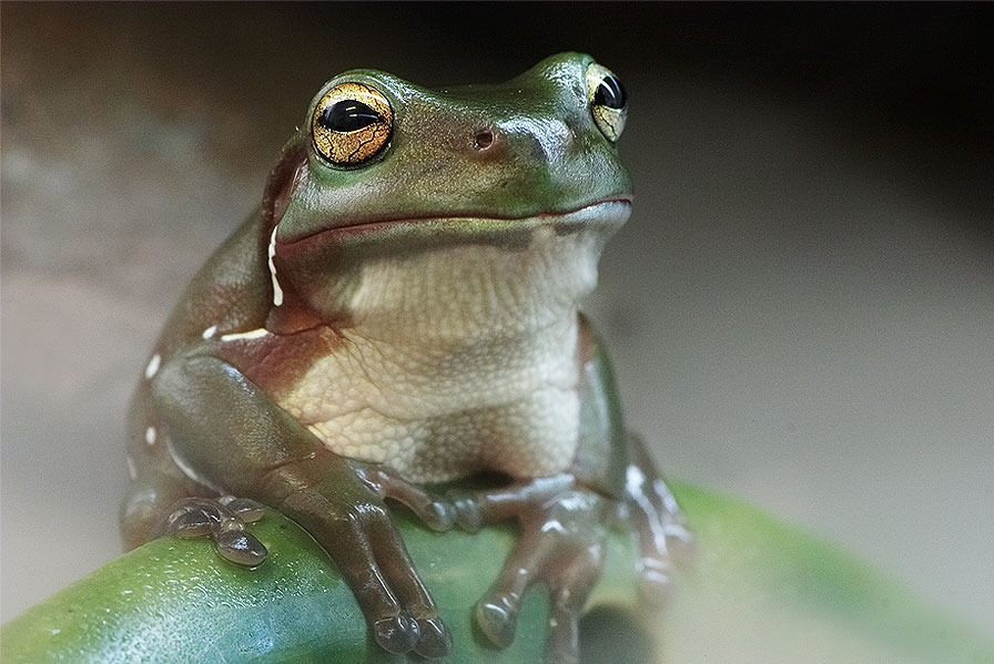 photo "Frog in Fog" tags: nature, pets/farm animals