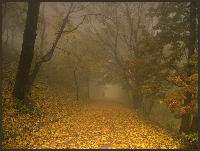 photo "Walking into Fog" tags: landscape, autumn