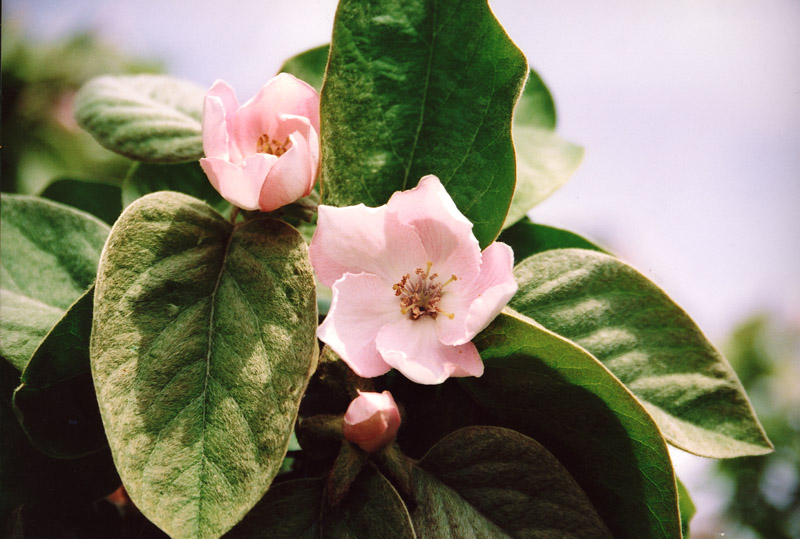 photo "Flowering, fragrance..." tags: nature, flowers