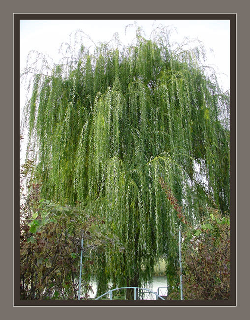 photo "Weeping willow" tags: nature, flowers