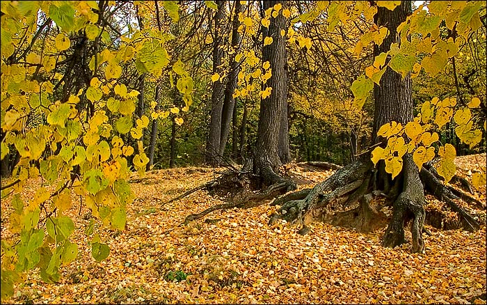 photo "Autumn etude" tags: landscape, autumn, forest