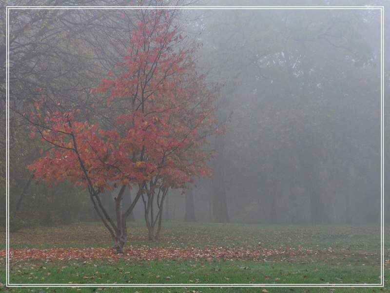 photo "mist in the morning" tags: landscape, autumn, forest