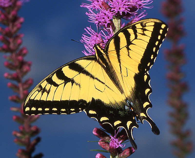 фото "Papilio Glaucus" метки: природа, насекомое