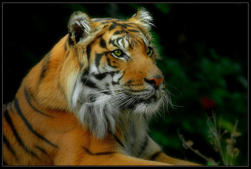photo "K I N G" tags: nature, wild animals