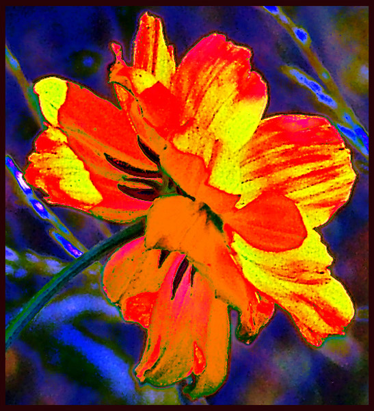 фото "Exploding Flower" метки: природа, цветы