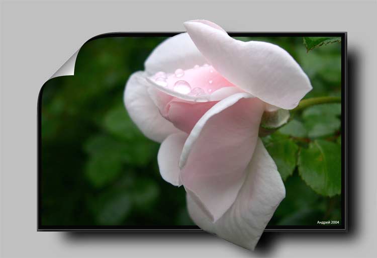 фото "*****" метки: природа, цветы