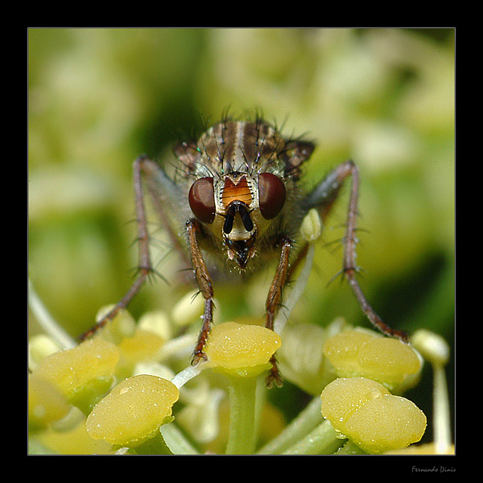 photo "Looking for me" tags: nature, genre, insect