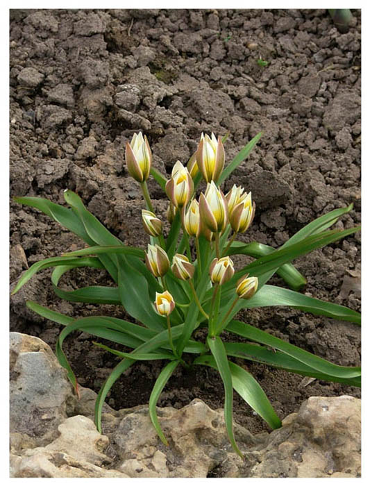photo "Tulips shrub" tags: nature, flowers