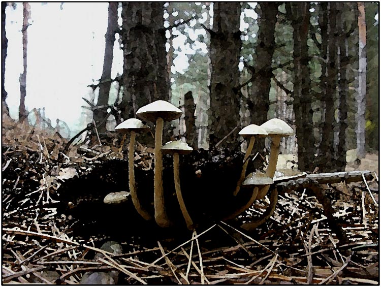 photo "Honey agarics" tags: nature, 