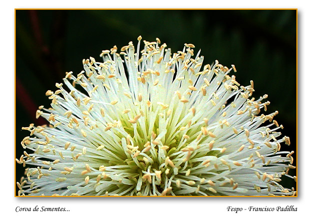 фото "Coroa de Sementes..." метки: природа, цветы