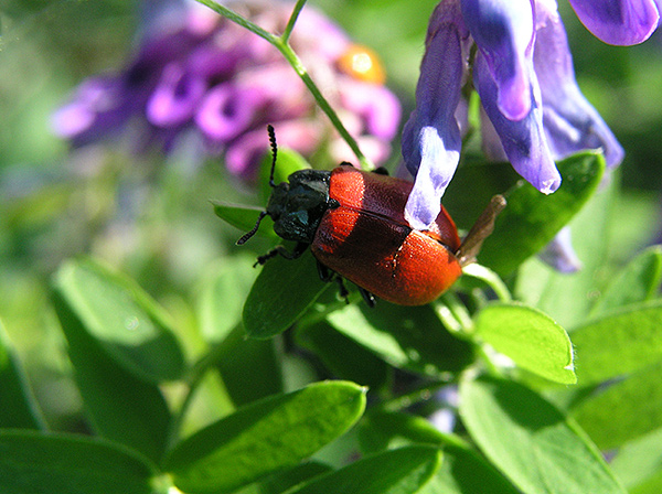 photo "Recollecting a summer..." tags: nature, insect