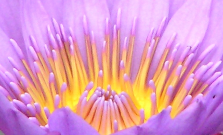 фото "lotos" метки: природа, цветы