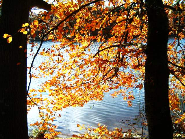 фото "Autum." метки: природа, 