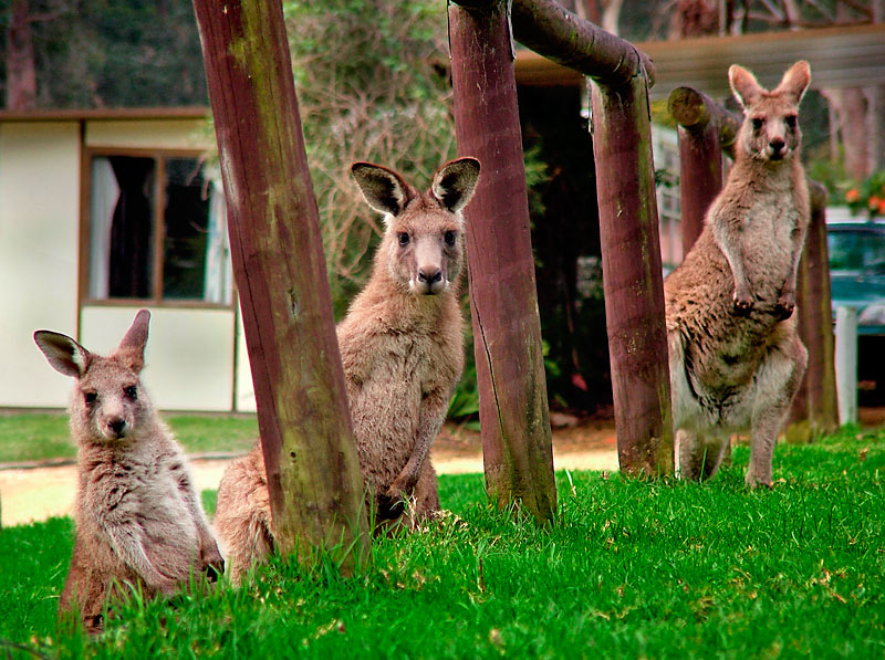photo "Alerted Roos" tags: nature, travel, Australia, wild animals