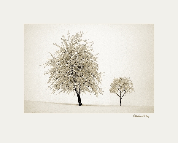 photo "two trees" tags: landscape, winter