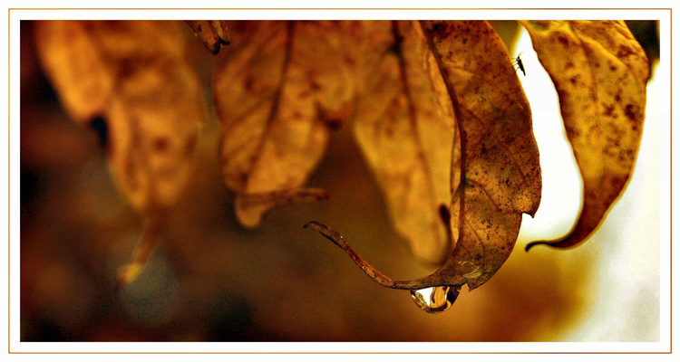 photo "About autumn leaves" tags: macro and close-up, 