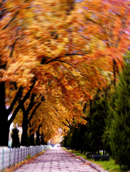 фото "Осенний хоровод" метки: природа, цветы