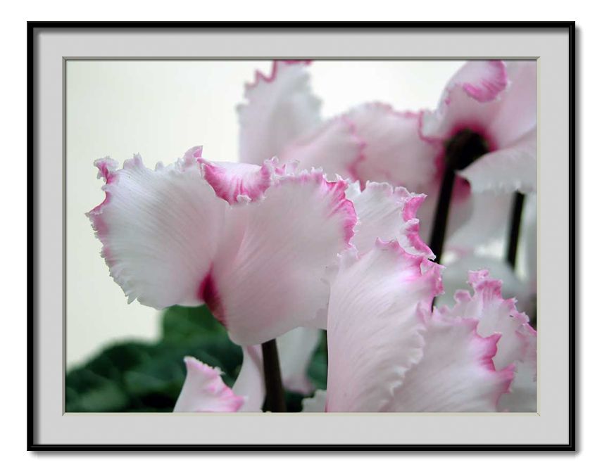 photo "frilly edged cyclamen" tags: nature, flowers