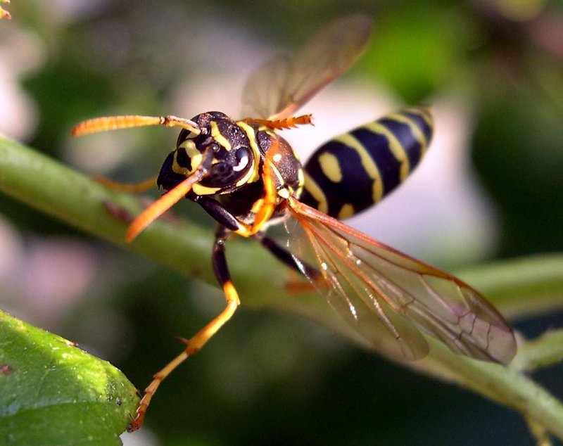 photo "Busy bee" tags: macro and close-up, nature, wild animals