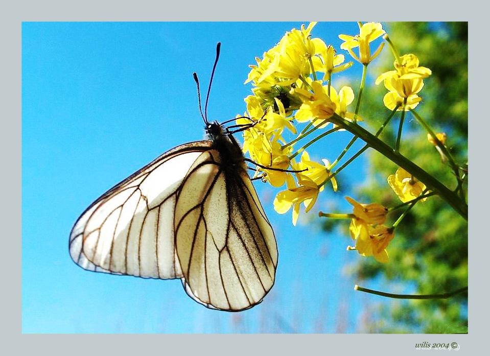 photo "Top-model" tags: macro and close-up, 