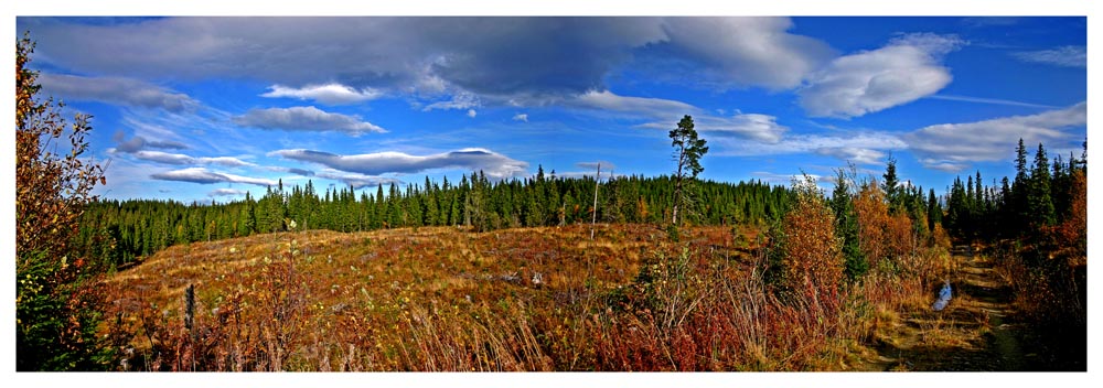 photo "Colors of fall in our forest." tags: landscape, autumn