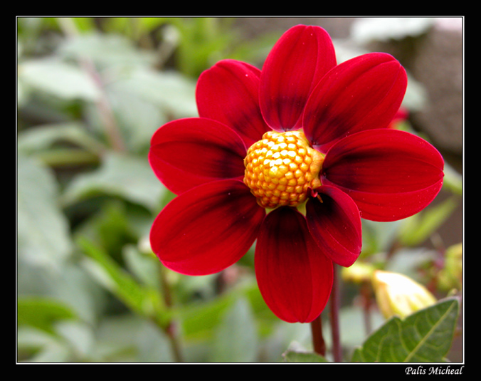 photo "Just a flower" tags: nature, macro and close-up, flowers