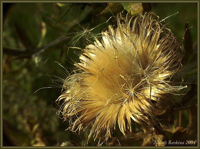 фото "Златовласка" метки: природа, макро и крупный план, цветы