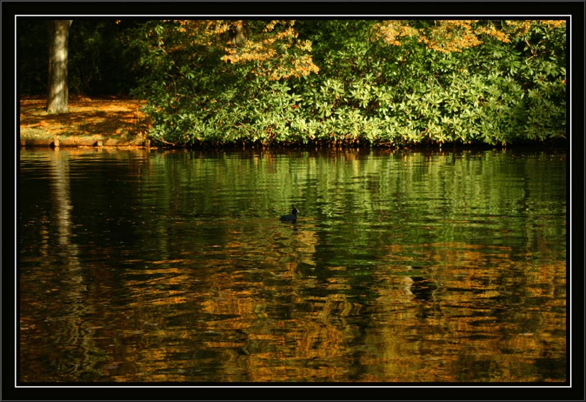 фото "" Золото осени "" метки: пейзаж, вода, осень