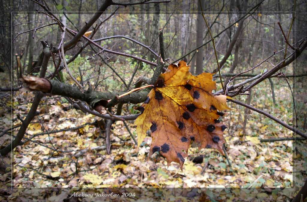 photo "Kanapushki" tags: macro and close-up, landscape, autumn
