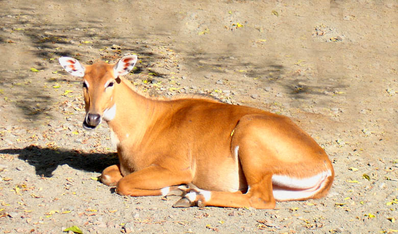 фото "Я на солнышке лежу....." метки: природа, дикие животные