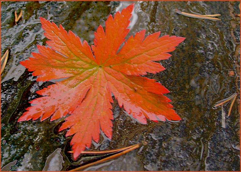 photo "Leaf in the rain" tags: nature, flowers